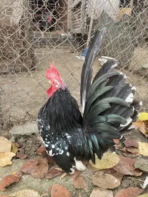 Păsări de expoziție Chabo Bobat de vânzare !  - imagine 4 Păsări de expoziție Chabo Bobat de vânzare !  - imagine 4