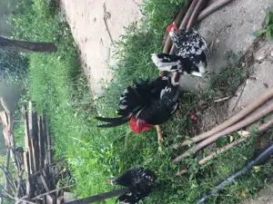 Păsări de expoziție Chabo Bobat de vânzare !  - imagine 5 Păsări de expoziție Chabo Bobat de vânzare !  - imagine 5