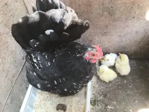 Păsări de expoziție Chabo Bobat de vânzare ! 