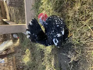 Păsări pitici rare în România de vânzare!  - imagine 2