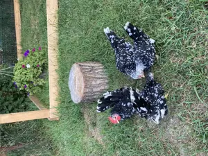 Păsări pitici rare în România de vânzare!  - imagine 5