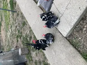 Păsări originale Chabo Bobat de vânzare!  - imagine 5