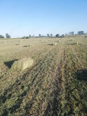 Baloți de lucernă de vânzare  - imagine 3