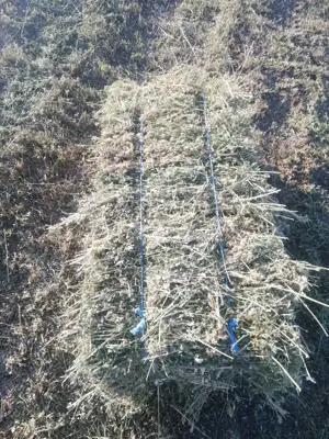 Baloți de lucernă de vânzare 