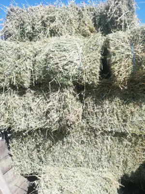 Baloți de lucernă de vânzare  - imagine 5