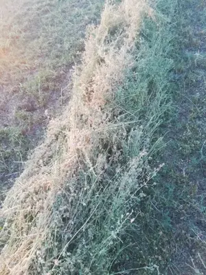 Baloți de lucernă de vânzare  - imagine 4