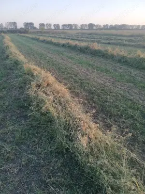 Baloți de lucernă de vânzare  - imagine 2