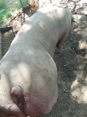 Vând porci de carne - imagine 4 Vând porci de carne - imagine 4