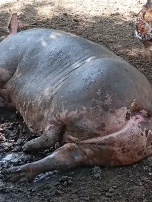 Vând porci de carne - imagine 2 Vând porci de carne - imagine 2