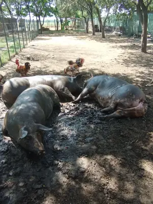 Vând porci de carne