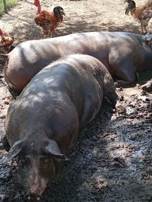 Vând porci de carne - imagine 3 Vând porci de carne - imagine 3