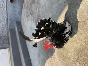 Pitici Chabo Bobat de vânzare ! 