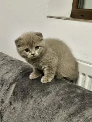 Pui pisică British shorthair și Scottish fold
