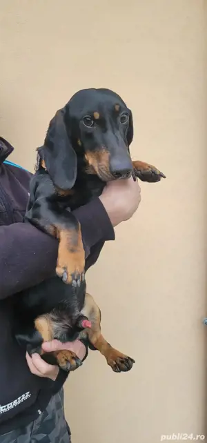 Mascul Teckel  - imagine 2