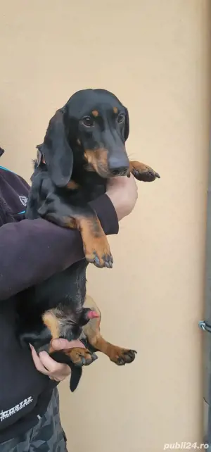 Mascul Teckel  - imagine 4