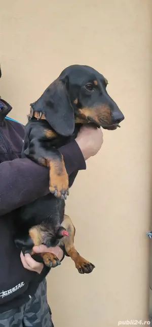 Mascul Teckel  - imagine 3