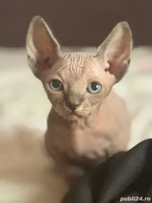 Sphynx canadian
