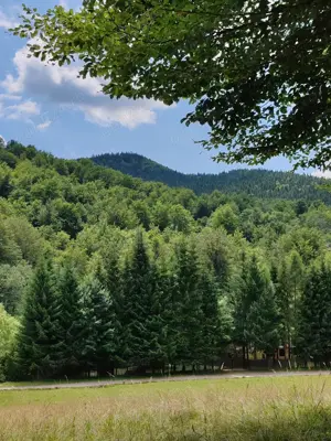 Vând teren intravilan construibil 7.500 mp   Sat Cheia, Măneciu (Valea Stânii), Prahova