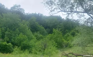 Vând pădure foioase fag, stejar, Mânzălești, Buzău  - imagine 4
