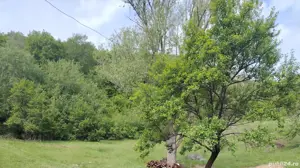 Vând pădure foioase fag, stejar, Mânzălești, Buzău 