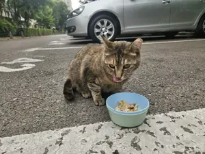 Fetita sterilizata, vaccinata si deparazitata iti cauta familie - imagine 3