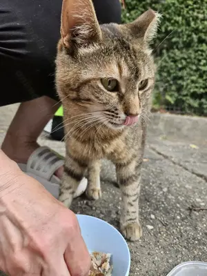 Fetita sterilizata, vaccinata si deparazitata iti cauta familie - imagine 2