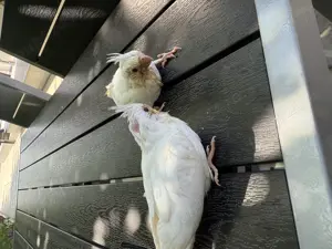 Vând pui de nimfe - imagine 3