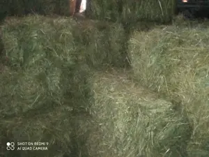 Vând baloți de paie de dimensiuni mari producție 2025