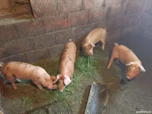 Purcei de vânzare - imagine 2