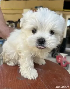 Vand bishonel miny toy 6 saptamani baietel 