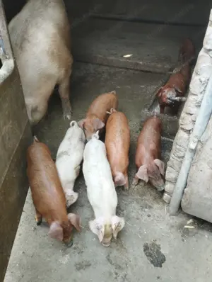 Purcei duroc cu landras