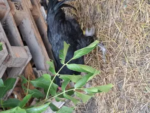 Cocoșei Australorp  - imagine 2 Cocoșei Australorp  - imagine 2