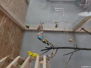 zebre australie cinteze - imagine 2