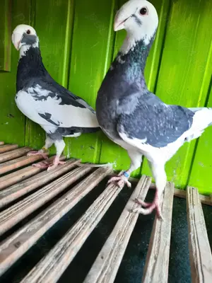 Porumbei  de frumusețe  - imagine 3