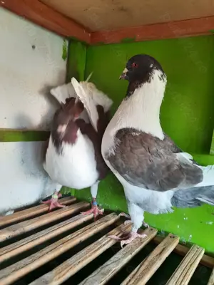 Porumbei  de frumusețe  - imagine 2