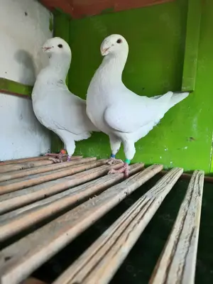 Porumbei  de frumusețe 