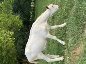 Vand tapi tapisori ieduti Saanen