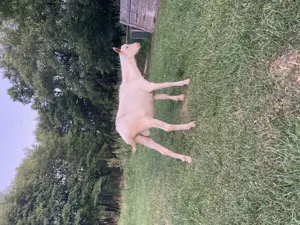 Vand tapi tapisori ieduti Saanen - imagine 4 Vand tapi tapisori ieduti Saanen - imagine 4