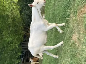 Vand tapi tapisori ieduti Saanen - imagine 3 Vand tapi tapisori ieduti Saanen - imagine 3