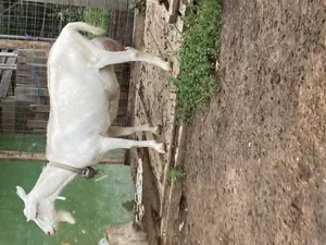 Vand tapi tapisori ieduti Saanen - imagine 2 Vand tapi tapisori ieduti Saanen - imagine 2