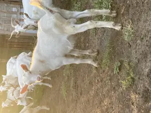 Vand tapi tapisori ieduti Saanen - imagine 5 Vand tapi tapisori ieduti Saanen - imagine 5