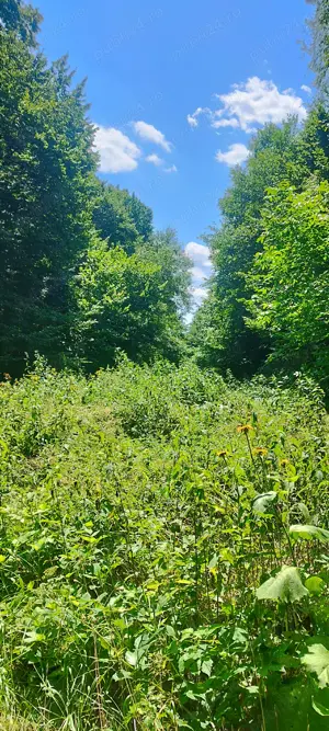 Teren forestier unic cu traseu de drumeție către Cetatea Herecz   77.000 m  în Malnaș, județul Covas - imagine 3