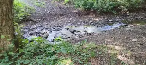 Teren forestier unic cu traseu de drumeție către Cetatea Herecz   77.000 m  în Malnaș, județul Covas - imagine 4