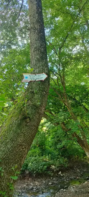 Teren forestier unic cu traseu de drumeție către Cetatea Herecz   77.000 m  în Malnaș, județul Covas - imagine 8