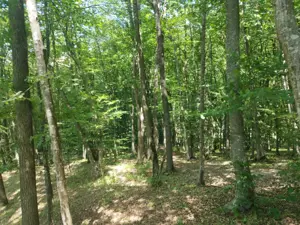 Teren forestier unic cu traseu de drumeție către Cetatea Herecz   77.000 m  în Malnaș, județul Covas - imagine 10