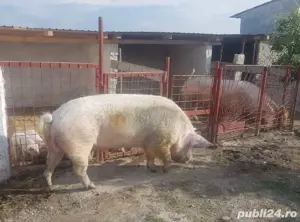 Monta Artificială (MSV) Marele Alb - imagine 2