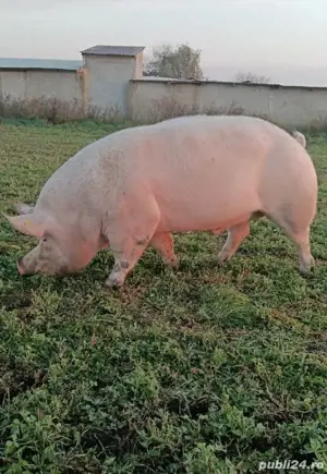 Monta Artificială (MSV) Marele Alb