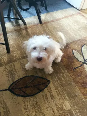 bichon maltez pui băieți 11 saptamani