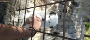 Pui ciobănesc bucovina