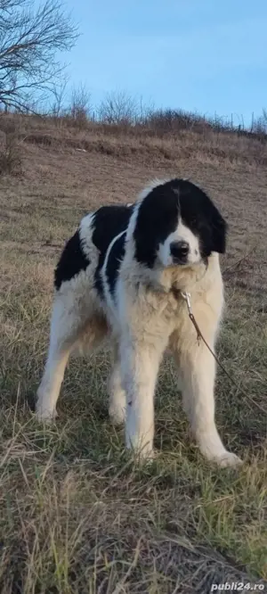 Ciobanesc De Bucovina  - imagine 3